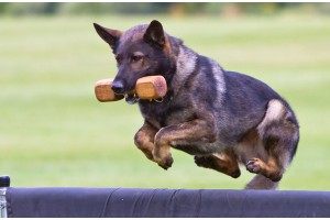 Дрессировка собак с передержкой: базовые навыки хорошего поведения